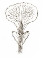 Dendrobium macrolobum: Dendrobium macrolobum J.J.Sm.(as Cadetia macroloba (J.J.Sm.) Schltr.), drawing J.J. Smith, based on de Kock VI