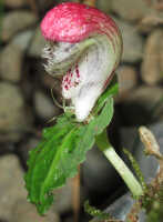 Corybas subalpinus: Corybas subalpinus P.Royen, photo Stephanie Pimm Lyon