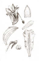 Dendrobium sphenochilum: Dendrobium sphenochilum F.Muell. & Kraenzl. (as Dendrobium confusum Schltr.), drawing J.J. Smith, based on Janowsky 201