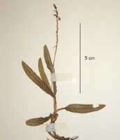 Crepidium raciborskii: overview picture
