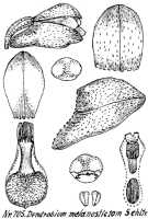Dendrobium melanostictum: Dendrobium melanostictum Schltr., drawing R. Schlechter in Repert. Spec. Nov. Regni Veg. Beih. 21 (1923) t. 188, fig. 705