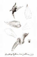 Bulbophyllum xanthochlamys: Bulbophyllum unigibbum J.J.Sm., floral analysis, drawing J.J. Smith, from Gjellerup 1114