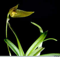 Bulbophyllum gramineum: Bulbophyllum gramineum Ridl., flower, lateral sepal and petal removed, oblique front view, photo E.F. de Vogel, Leiden cult. 20031543 (Harris), from Papua New Guinea, Gulf Prov.