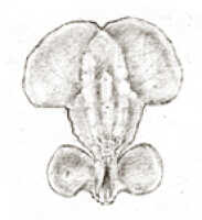 Dendrobium arfakense: Dendrobium arfakense J.J.Sm., drawing J.J. Smith, based on Gjellerup 1042