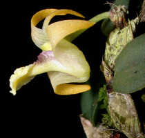 Dendrobium aurantitepalum: Dendrobium aurantitepalum de Vogel, flower,  lateral view, photo Ed de Vogel, based on Leiden cult. 20020156