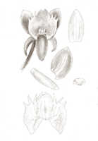 Crepidium pectinatum: Crepidium pectinatum (J.J.Sm.) Szlach.Microstylis pectinata J.J.Sm.), floral analysis, drawing J.J. Smith, based on Janowsky 145