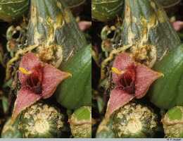 Bulbophyllum codonanthum: Bulbophyllum codonanthum Schltr., flower, oblique front view, photo P. Jongejan, collection Royal Botanic Gardens, Kew, cult. P. Jongejan 3003