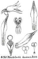 Taeniophyllum javanicum: Taeniophyllum javanicum (J.J.Sm.) Kocyan & Schuit. (as Microtatorchis kaniensis Schltr.), drawing R. Schlechter in Repert. Spec. Nov. Regni Veg. Beih. 21 (1928) t. 353, fig. 1361