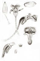 Dendrobium aprinoides: Dendrobium aprinoides J.J.Sm., drawing J.J. Smith, based on Lam 1435