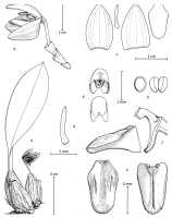 Bulbophyllum brachygnomon: Bulbophyllum brachygnomon J.J. Verm., Schuit. & de Vogel, drawing Jaap Vermeulen in Vermeulen, Schuiteman & de Vogel, Malesian Orchid Journal 21 (2018) 53, fig. 36