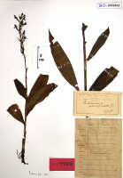 Habenaria paucipartita: Habenaria paucipartita J.J.Sm., herbarium sheet, Janowsky 339, holotype specimen (BO)