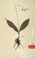 Calanthe finisterrae: Calanthe finisterrae Schltr., herbarium sheet, Schlechter 18195, isotype specimen (L)