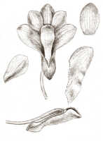 Dendrobium pseudoglomeratum: Dendrobium pseudoglomeratum T.M.Reeve & J.J.Wood, drawing J.J. Smith, based on Bogor cult. (Rachmat) 43R