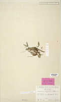 Dendrobium minjemense: Dendrobium minjemense Schltr., isotype specimen: Schlechter 16245 (L)