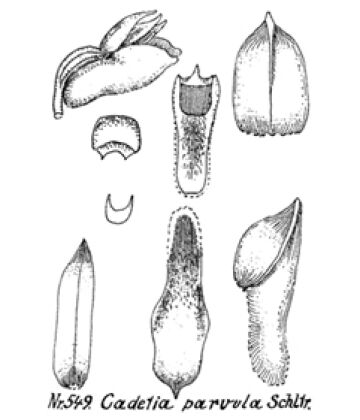 Dendrobium bialatum