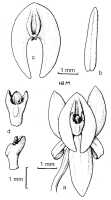 Crepidium seleniglossum: Crepidium seleniglossum (Schltr.) Szlach. (as Pseudoliparis seleniglossa (Schltr.) Szlach. & Marg.). Drawing by Szlachetko in Adansonia 21 (1999) 277