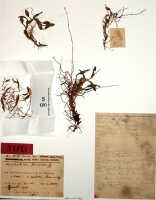 Bulbophyllum terrestre: Bulbophyllum terrestre (J.J.Sm.) J.J.Verm., Schuit. & de Vogel, as Pedilochilus terrestre J.J.Sm., herbarium sheet, Lam 1684 (isotype specimen BO)