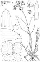 Dendrobium biloculare: Dendrobium biloculare J.J.Sm., drawing by S.P. Hillier in Kew Bull. 38 (1983) 253, fig. 3