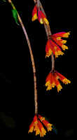 Dendrobium lawesii: Dendrobium lawesii F.Muell., photo John Cara, inflorescence, cult John Cara, from PNG.