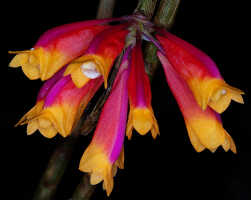 Dendrobium lawesii: Dendrobium lawesii F.Muell., photo John Cara, inflorescence, cult John Cara, from PNG.