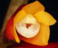 Dendrobium lawesii: Dendrobium lawesii F.Muell., photo John Cara, flower, front view, cult John Cara, from PNG.