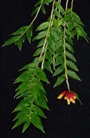 Dendrobium lawesii: Dendrobium lawesii F.Muell., photo John Cara, plant habit cult John Cara, from PNG.