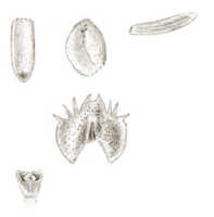 Crepidium pectinatum: Crepidium pectinatum (J.J.Sm.) Szlach.Microstylis pectinata J.J.Sm.), floral analysis, drawing J.J. Smith, based on Branderhorst 86