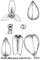 Oberonia podostachys: Oberonia podostachys Schltr., drawing R. Schlechter in Repert. Spec. Nov. Regni Veg. Beih. 21 (1923) t. 65, fig. 234