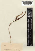 Bulbophyllum antenniferum: Bulbophyllum antenniferum (Lindl.) Rchb.f., herbarium sheet, Cuming s.n. (holotype specimen K), photo copyright the Board of Trustees of the Royal Botanic Gardens, Kew