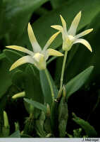Dendrobium chrysotropis: Dendrobium chrysotropis Schltr., habit, photo J. Meijvogel, based on Leiden cult. 32042