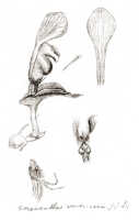 Corybas ventricosus: Corybas ventricosus (J.J.Sm.) Schltr., drawing J.J. Smith, from Versteeg 1340