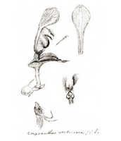 Corybas ventricosus: overview picture