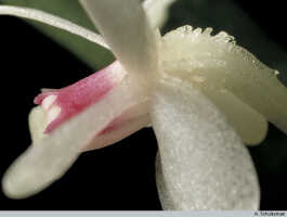 Dendrobium albiflorum: Dendrobium albiflorum Ridl., flower detail, lateral view, photo A. Schuiteman, based on Leiden cult. 950209 (ex Kebun Raya Bogor 983-III-421), from Indonesia, Tanah Papua