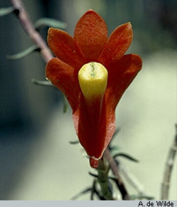 Dendrobium vannouhuysii