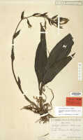 Calanthe papuana: Calanthe papuana (Schltr.) J.J.Sm., herbarium sheet, Schlechter 17665, isosyntype specimen (L)