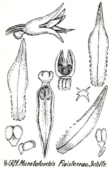 Taeniophyllum finisterrae