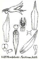 Taeniophyllum finisterrae: Taeniophyllum finisterrae (J.J.Sm.) Kocyan & Schuit. (as Microtatorchis finisterrae Schltr.), drawing R. Schlechter in Repert. Spec. Nov. Regni Veg. Beih. 21 (1928) t. 355, fig. 1371