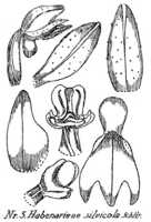 Peristylus silvicola: Habenaria silvicola Schltr., drawing R. Schlechter in Repert. Spec. Nov. Regni Veg. Beih. 21 (1923) t. 2, fig. 5