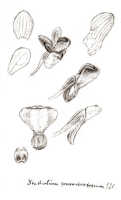 Dendrobium obtusum: Dendrobium obtusum Schltr. (as Dendrobium concavissimum J.J.Sm.), drawing J.J. Smith, based on de Kock 203