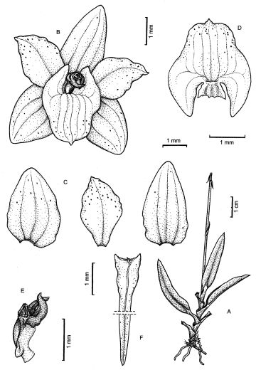 Crepidium cruciatum