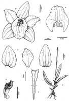 Crepidium cruciatum: Crepidium cruciatum (Marg. & Szlach.) Schuit. & de Vogel, as Pseudoliparis cruciatis Marg. & Szlach., drawing Hanna Margonska, Ann. Bot. Fenn. 37 (2000) 281, fig. 2., from Indonesia, Papua Barat Prov.