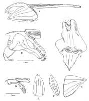 Epiblastus unguiculatus: Epiblastus unguiculatus (J.J.Sm.) Ormerod, drawing by Paul Ormerod in Malesian Orchid J. 16 (2015) 54, fig., after Brass 10265.