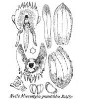 Crepidium grandifolium: overview picture