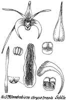 Dendrobium chrysotropis:  Dendrobium chrysotropis Schltr., drawing R. Schlechter in Repert. Spec. Nov. Regni Veg. Beih. 21 (1923) t. 154, fig. 579