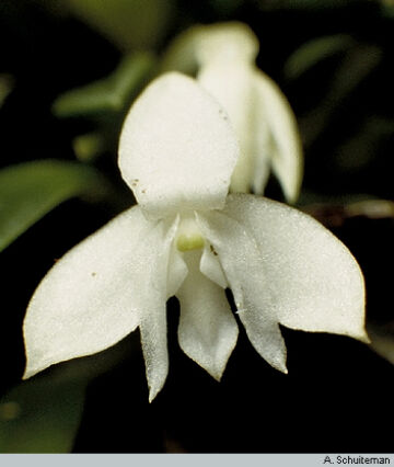Dendrobium lactiflorum