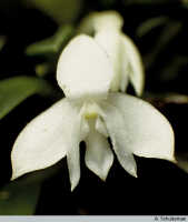 Dendrobium lactiflorum: Dendrobium lactiflorum (Schltr.) J.J.Sm., flower, photo A. Schuiteman, based on Yumte 59