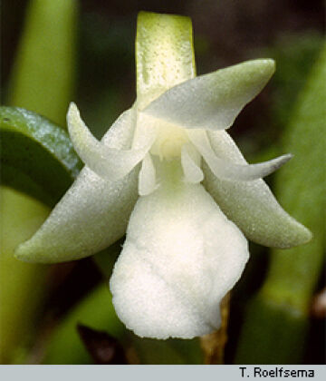 Dendrobium macrolobum