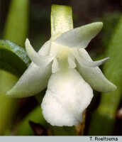 Dendrobium macrolobum: overview of Dendrobium macrolobum J.J.Sm.
