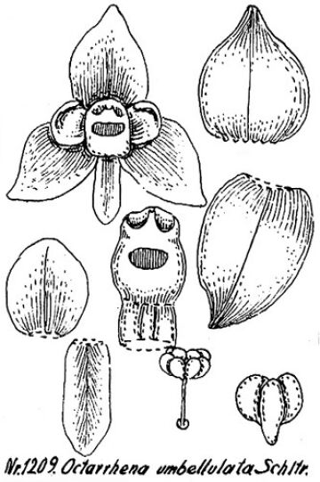 Octarrhena umbellulata