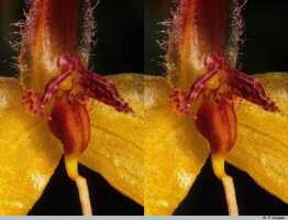 Bulbophyllum maxillare: Bulbophyllum maxillare cf., flower detail, centre of flower, oblique front view, photo P. Jongejan, collection Royal Botanic Gardens, Kew, cult. P. Jongejan 1420